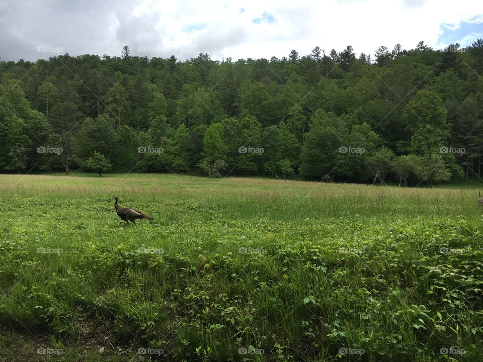 Wild Turkey in the Smokey Mountains, North Carolina.
