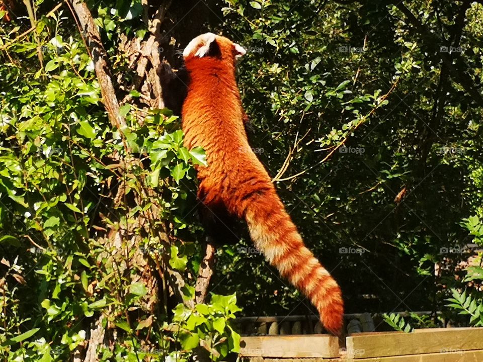 An amazing, majestic red panda climbing a tree in his enclosure, with high saturation to really show how gorgeous his fur actually is😍