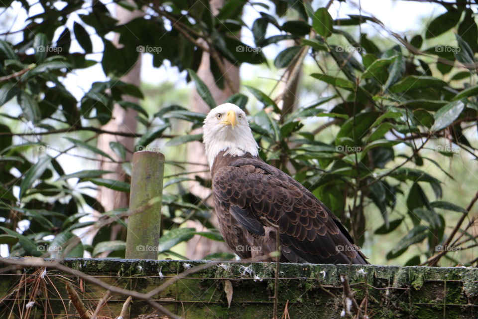 Mama Bald Eagle