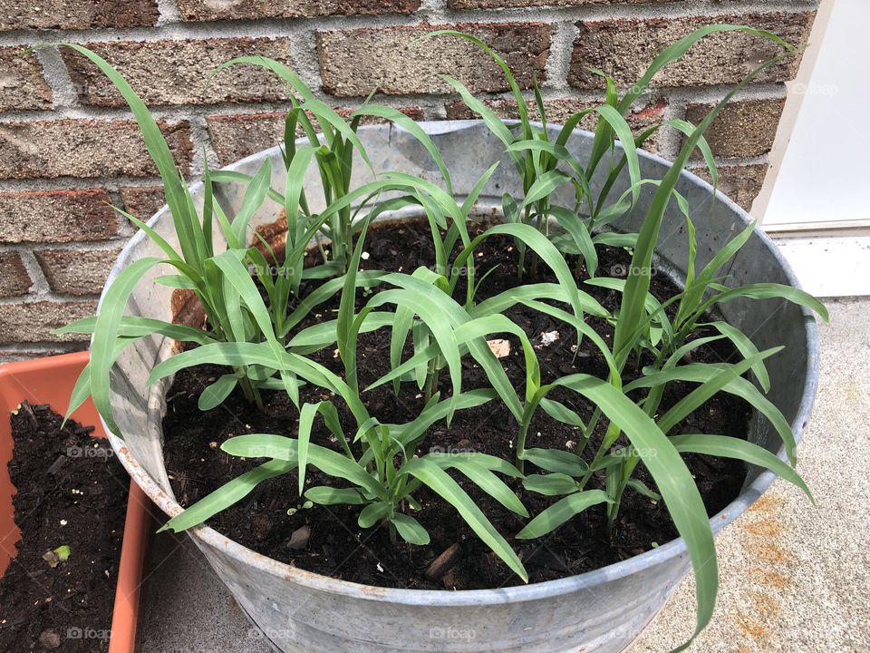 Corn Container Planting 