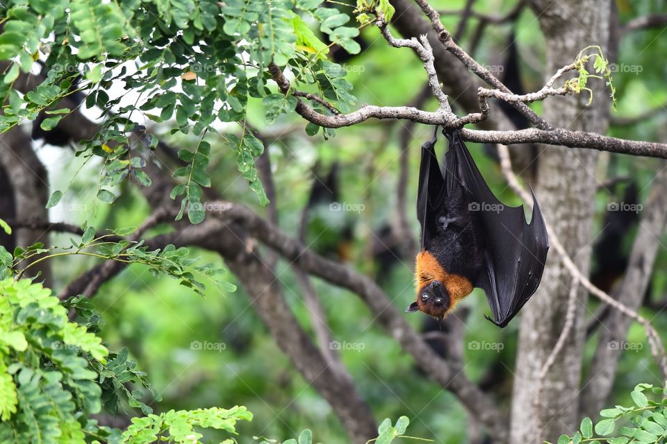Flying foxes in nature park 