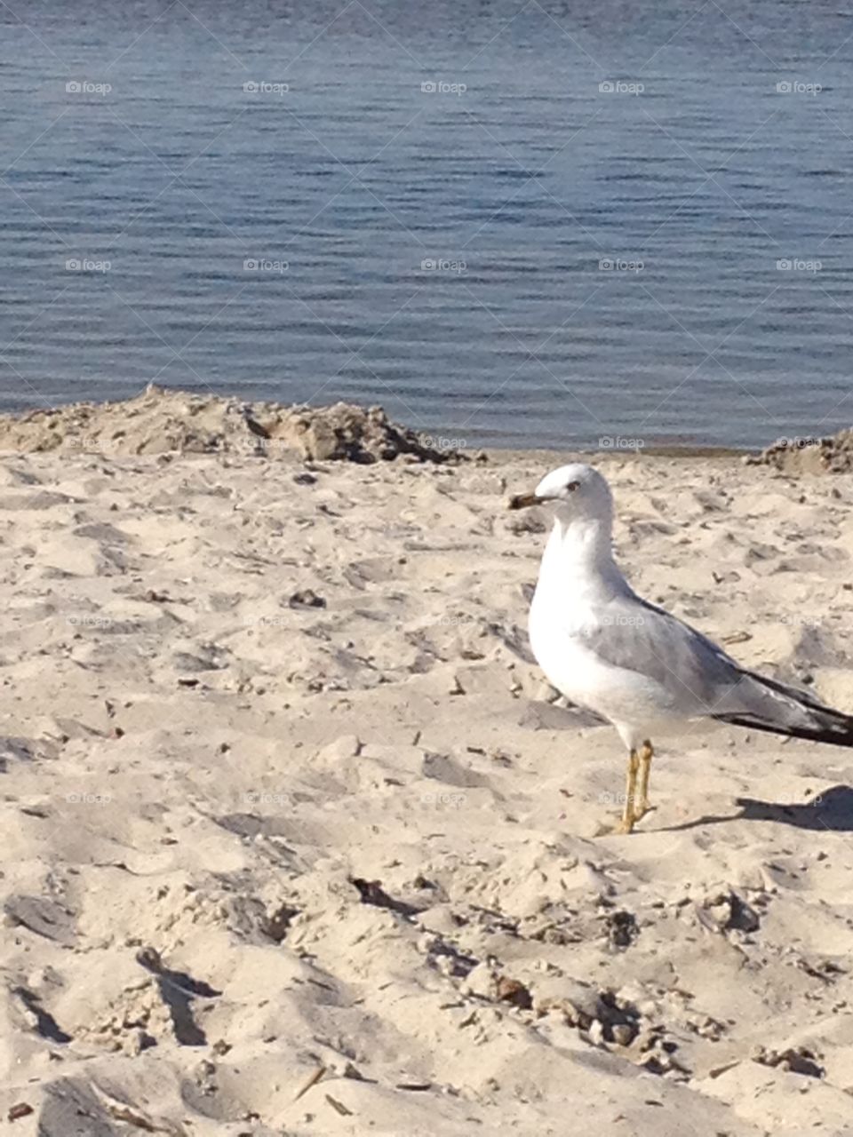 Seagull prowl