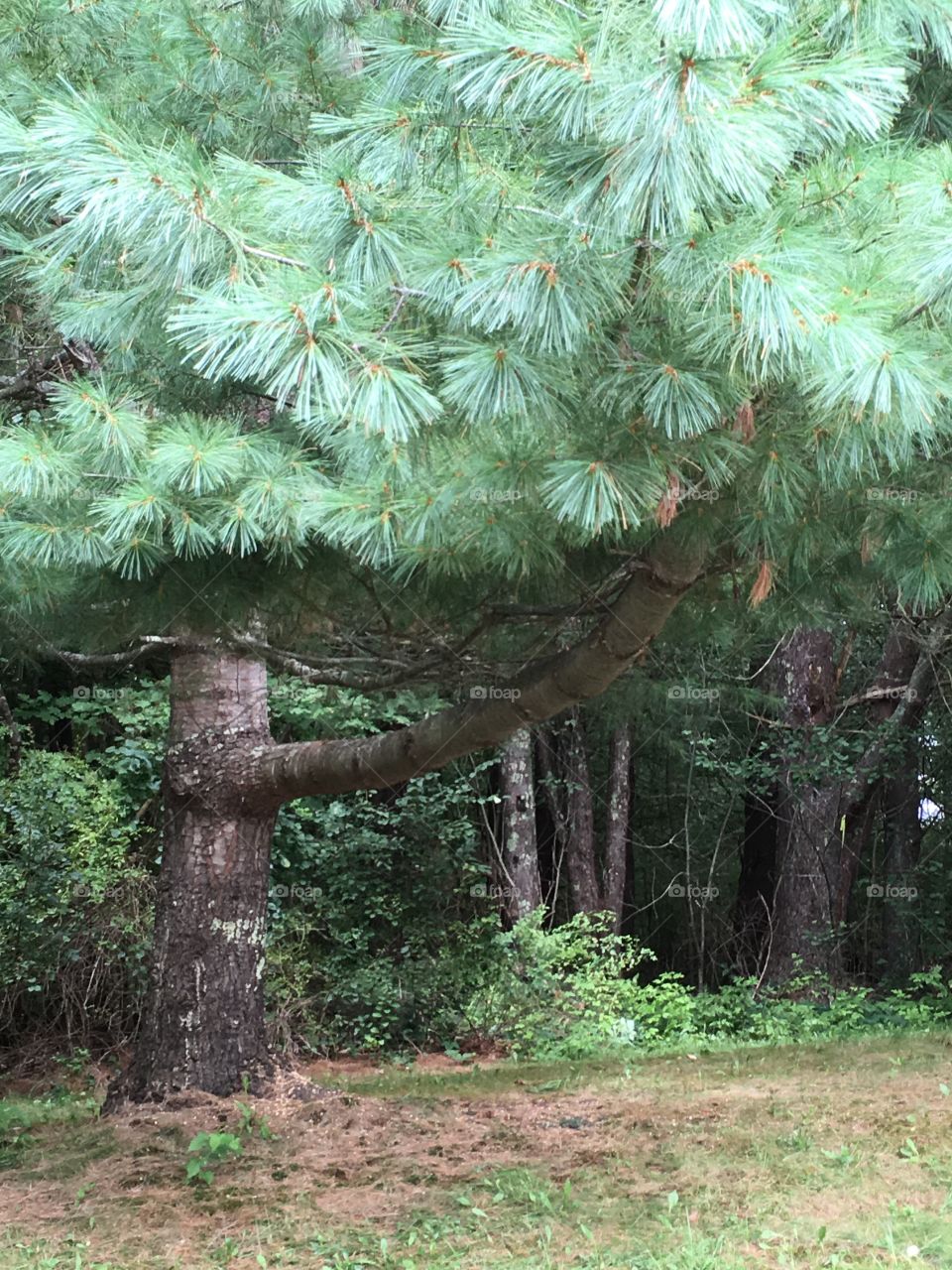 Pine Trees grow so strange in Massachusetts. Who knows where this one is going? 