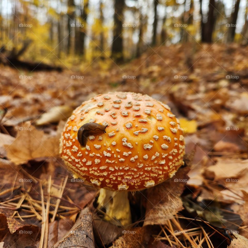 slug and mushroom