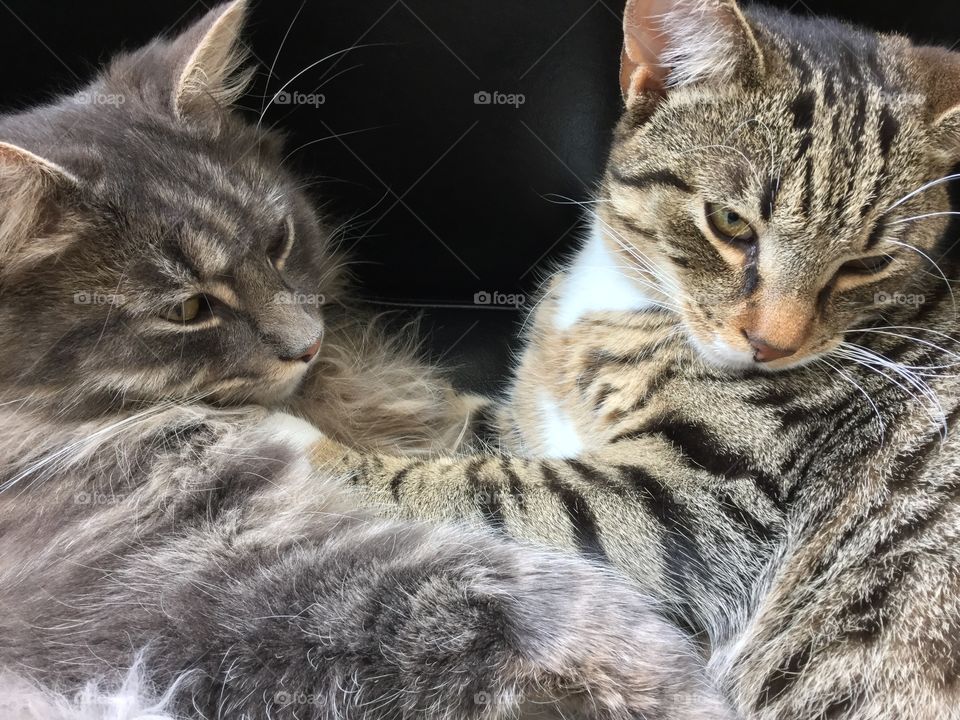 Tired cats