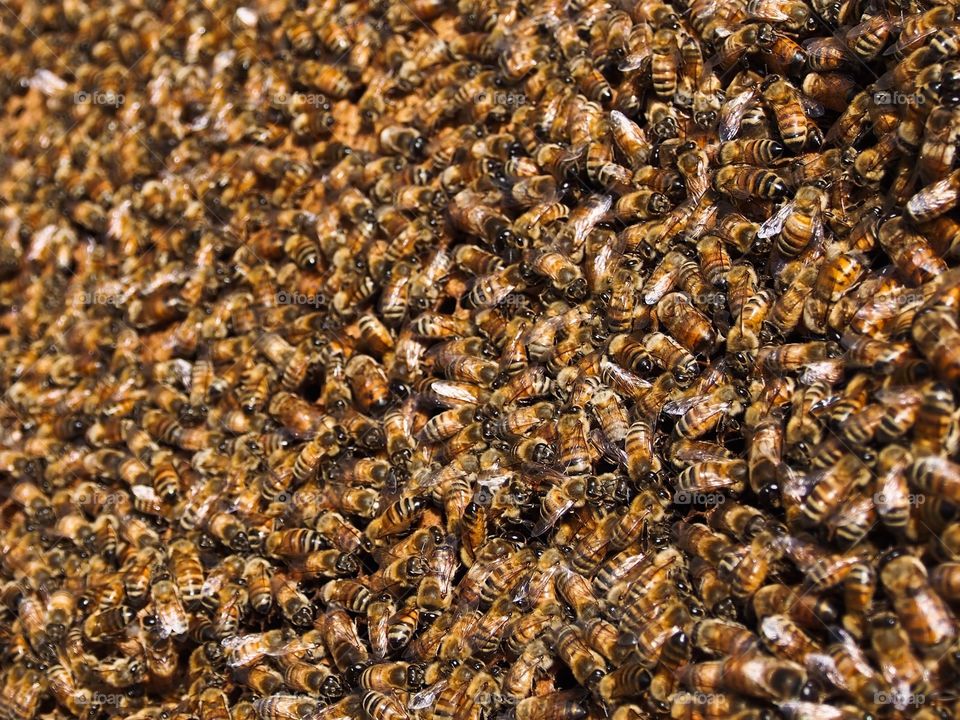 Bees bees bees