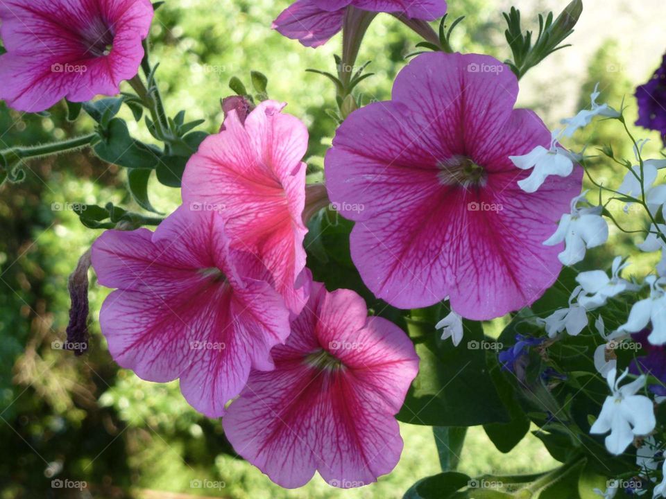 Petunias in pink.