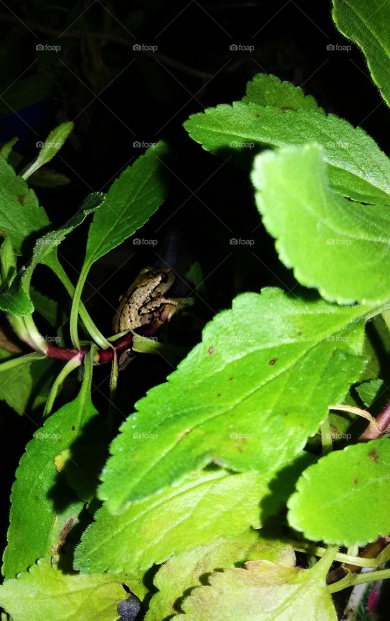 frog resting on leafy green plant