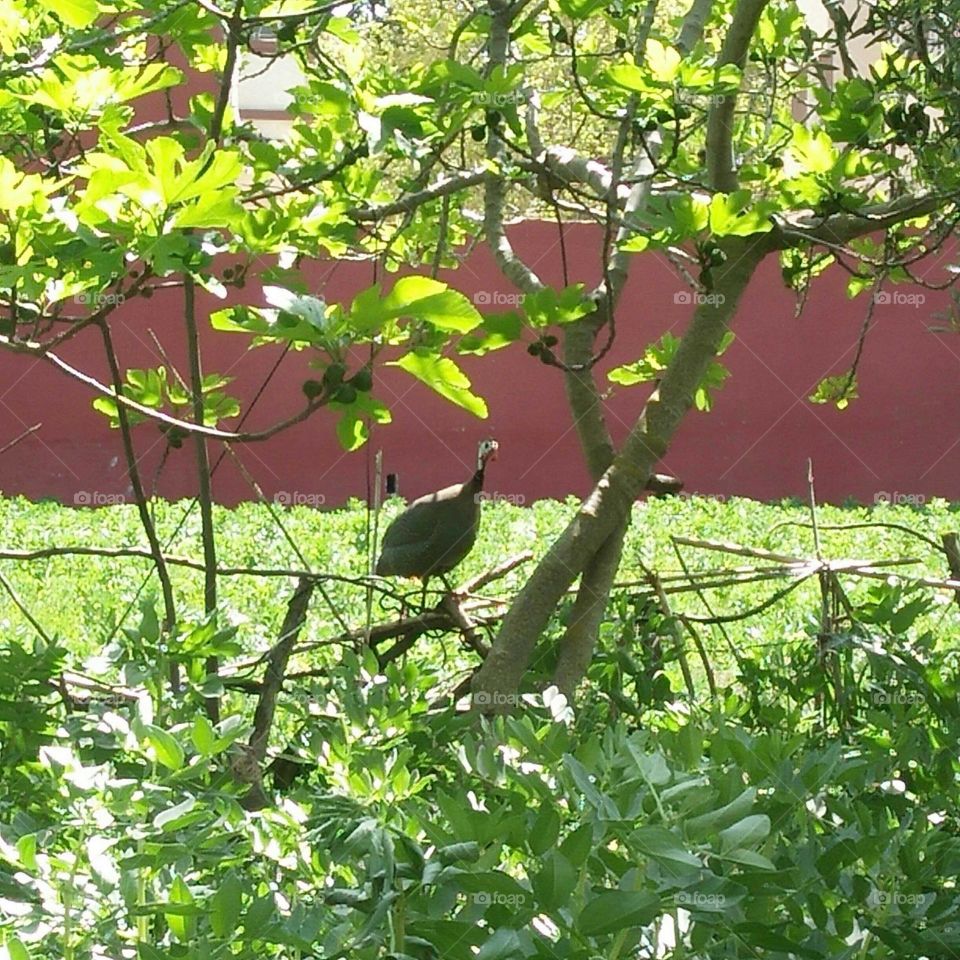 Grey chicken in the field.