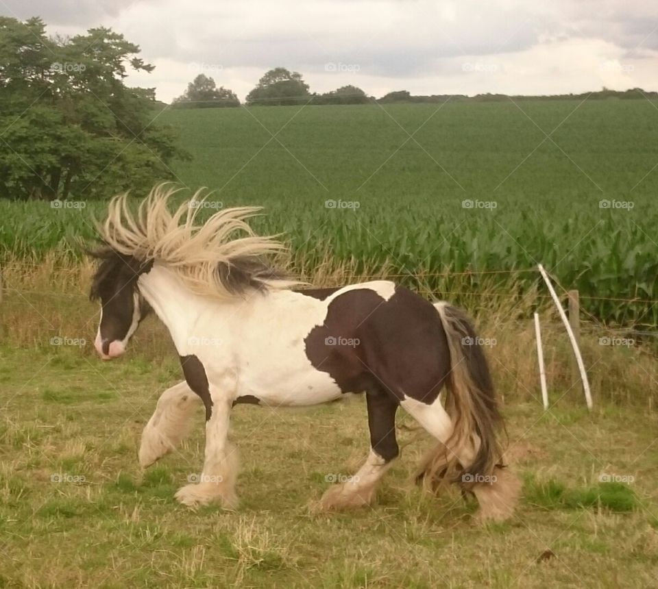 Gypsy Cob with flying mane