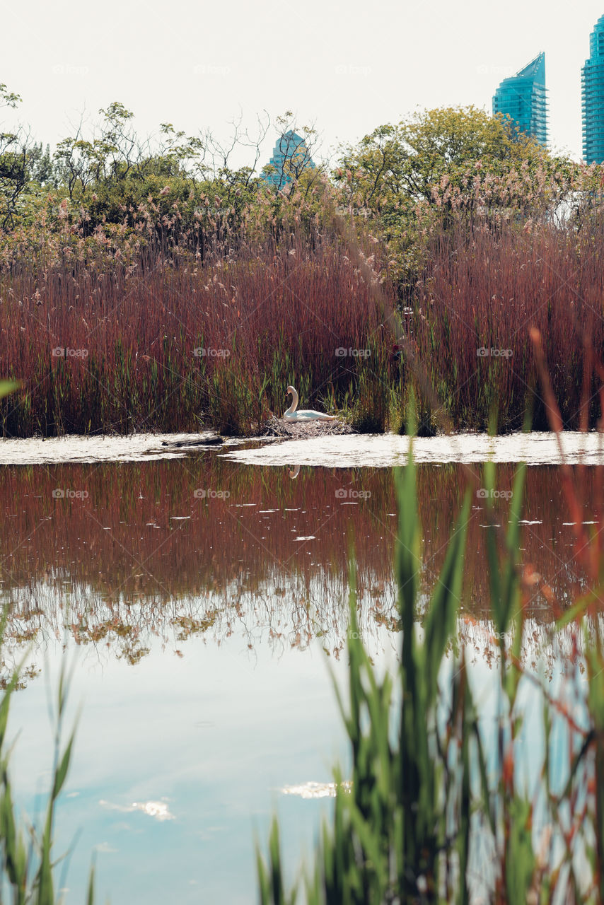 Swan sitting on a hot summer day
