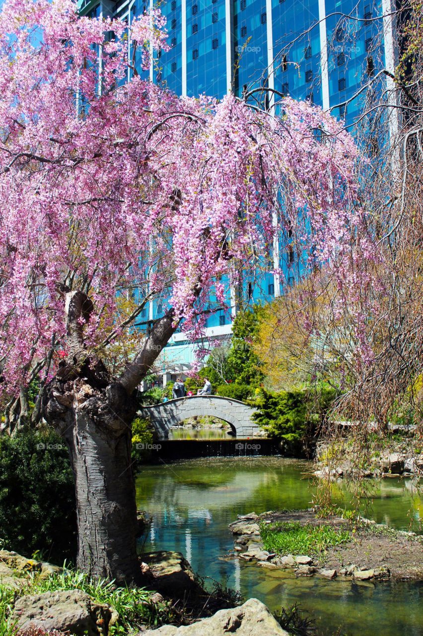 Blossoms in the park