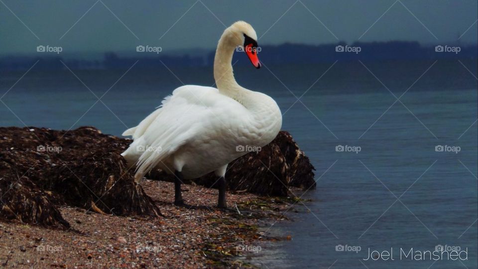 Swan in the sea