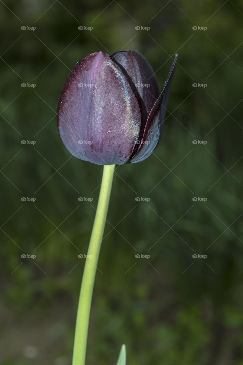 Black Tulip.