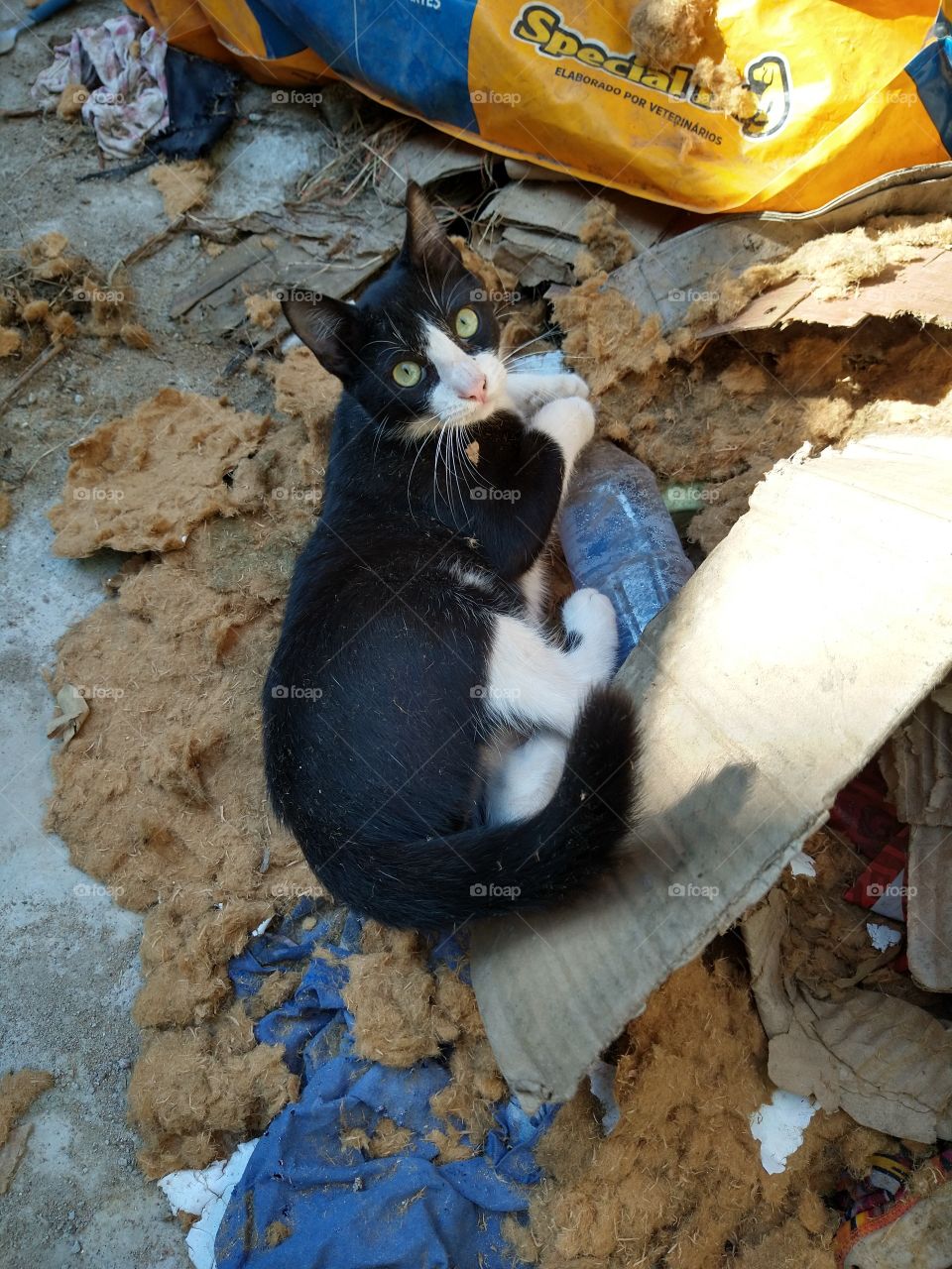 gato de favela -Frajola