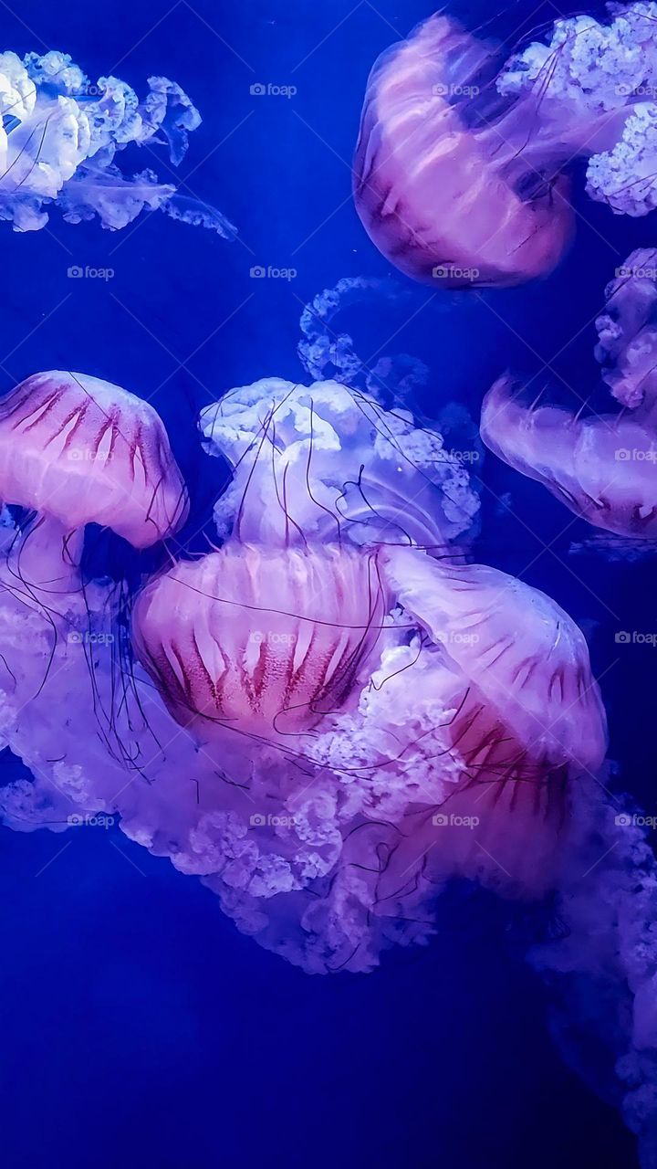 Jellyfish