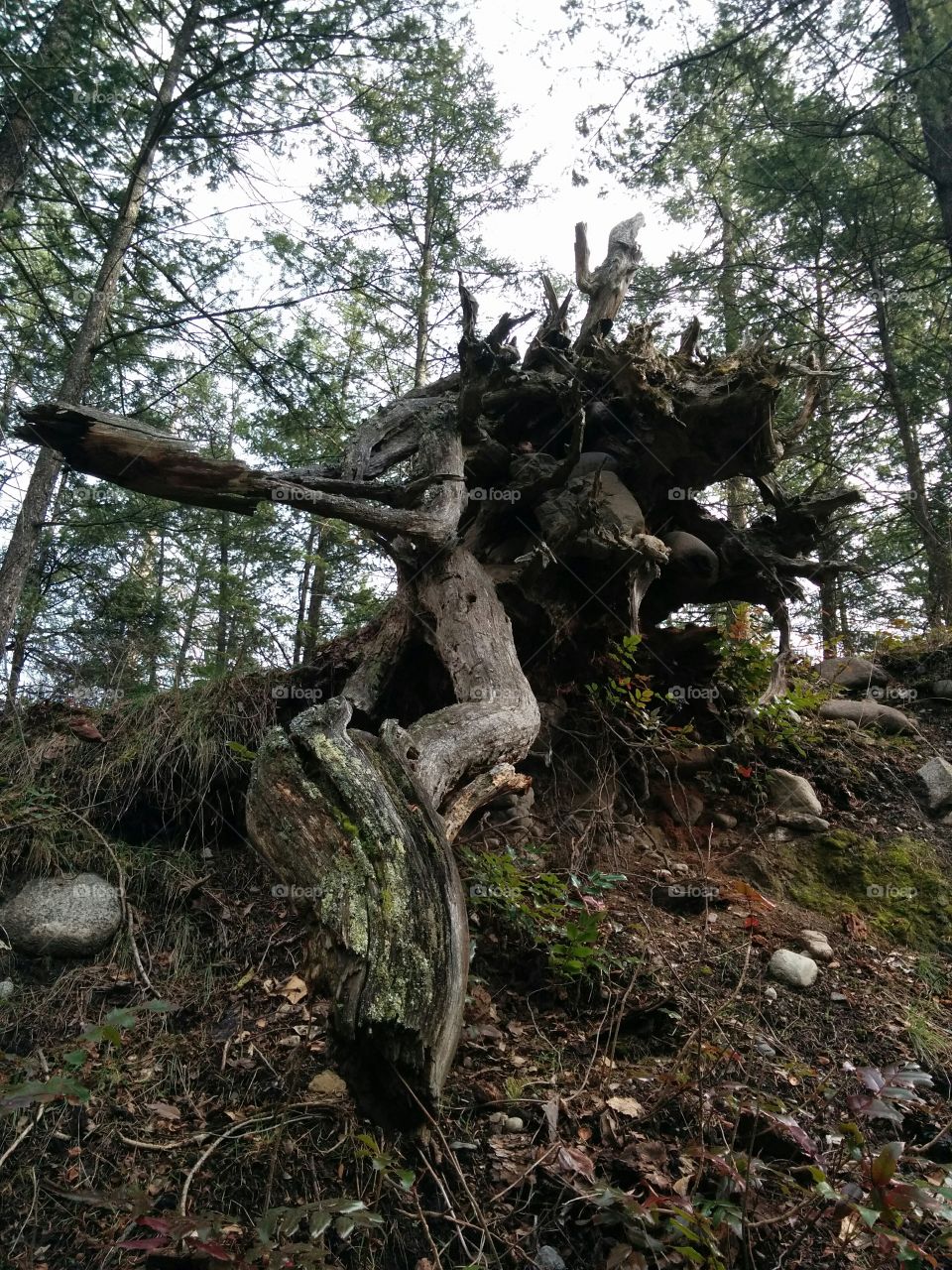 Dead tree.