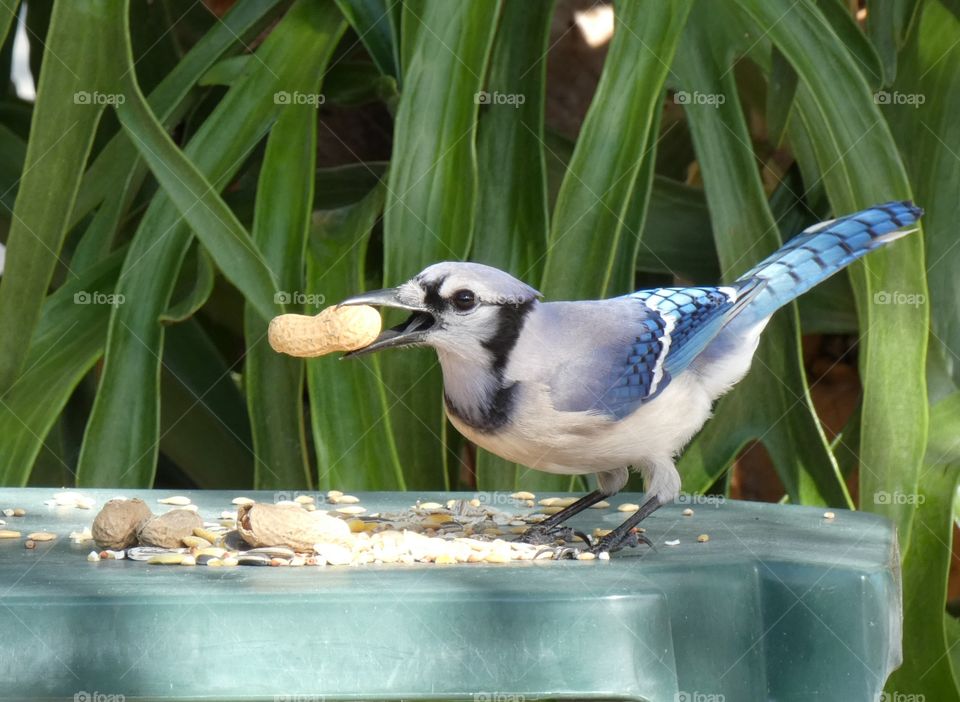Blue Jay with a peanut