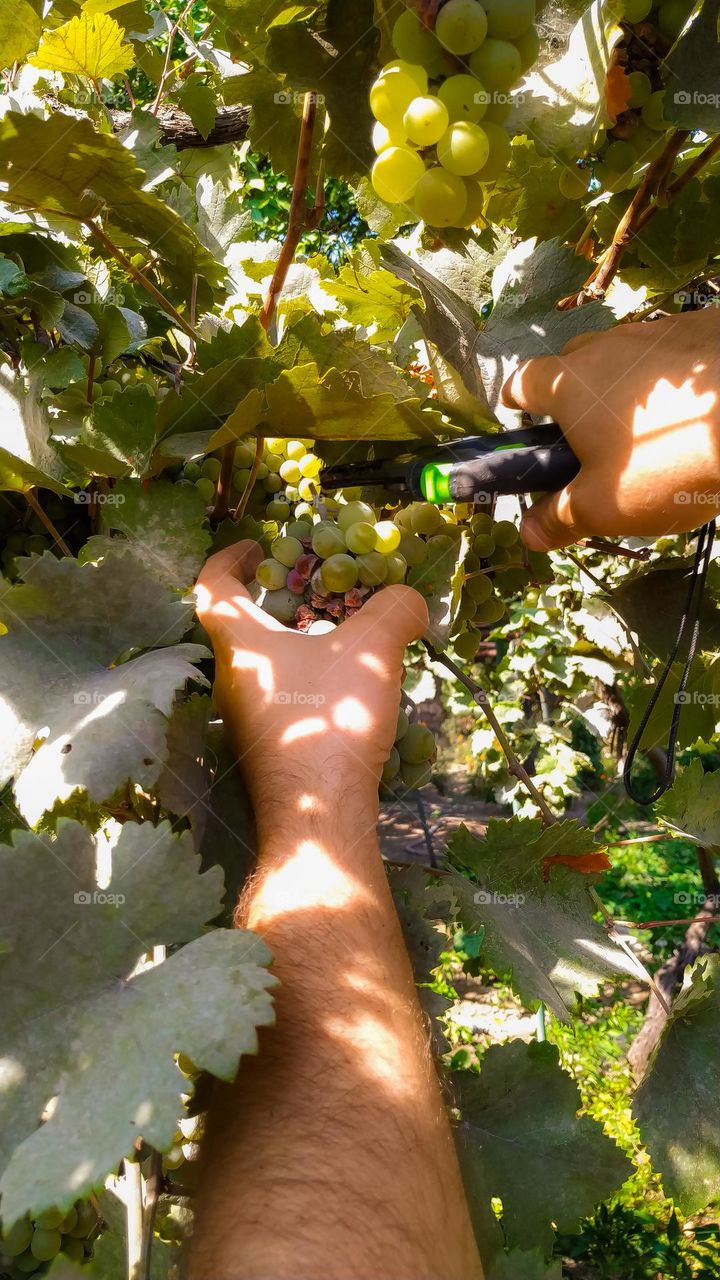 grape picking