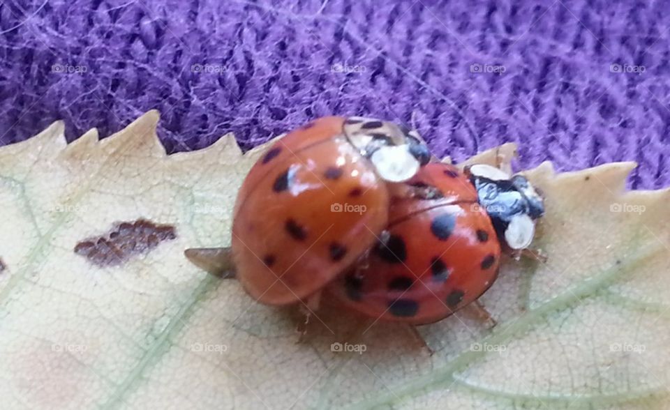 Ladybugs 