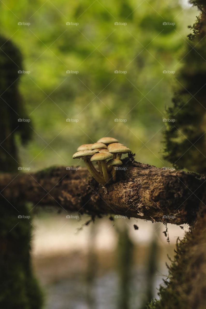 mystical, beautiful, colorful, edible and poisonous mushrooms growing. in the forest, located near the river, hidden under leaves and in the bark of trees. beauty of nature