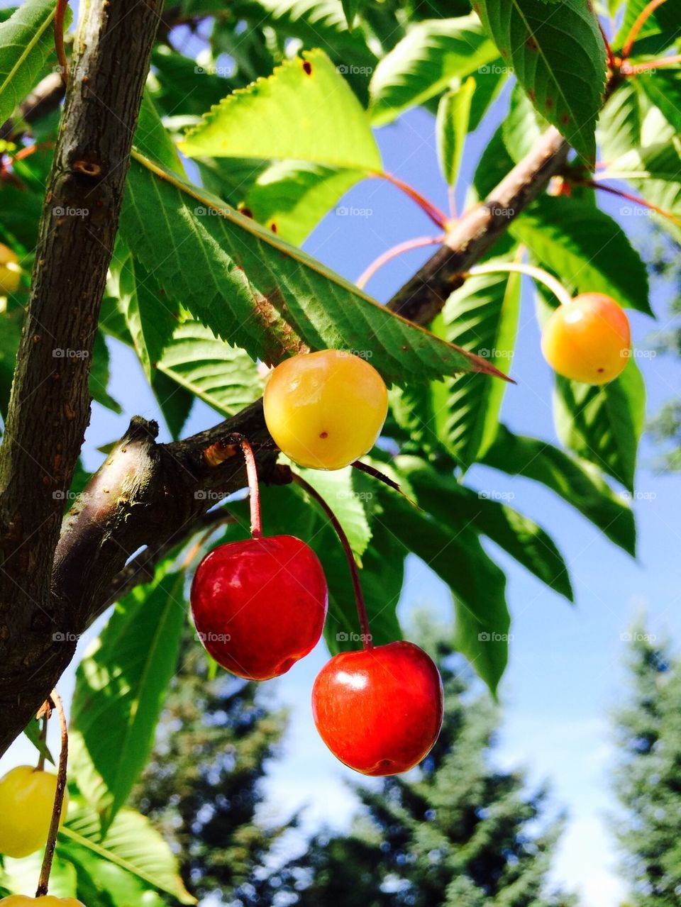 Cherries