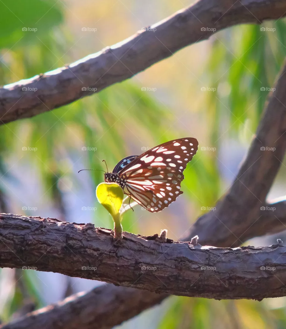 butterfly in the tree under sunshine
