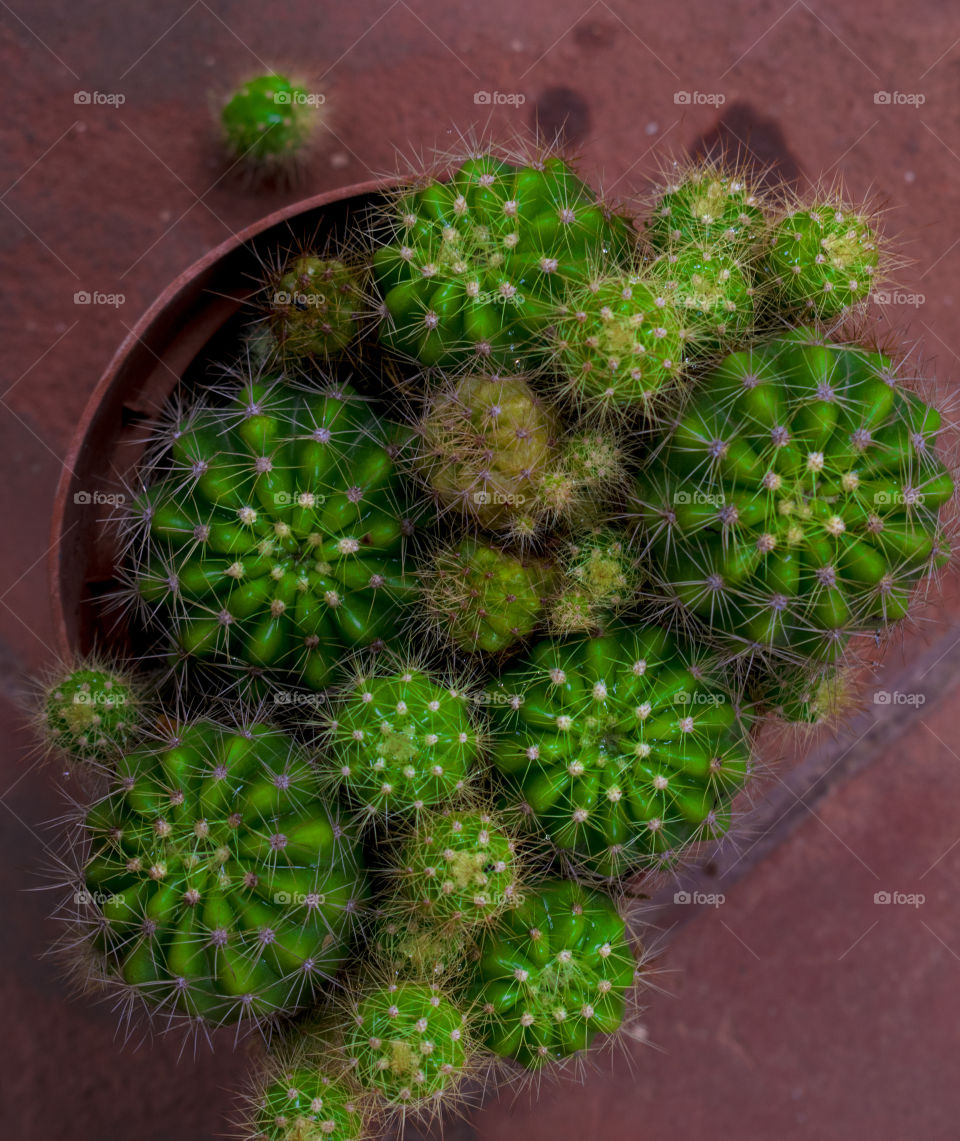 cactus