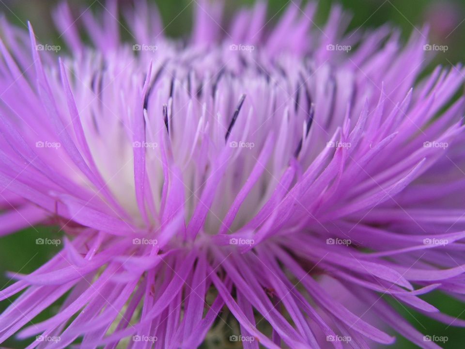 thistle