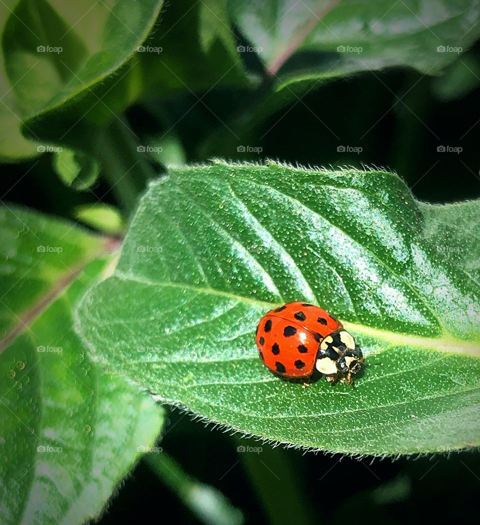 Lady bug on a leaf