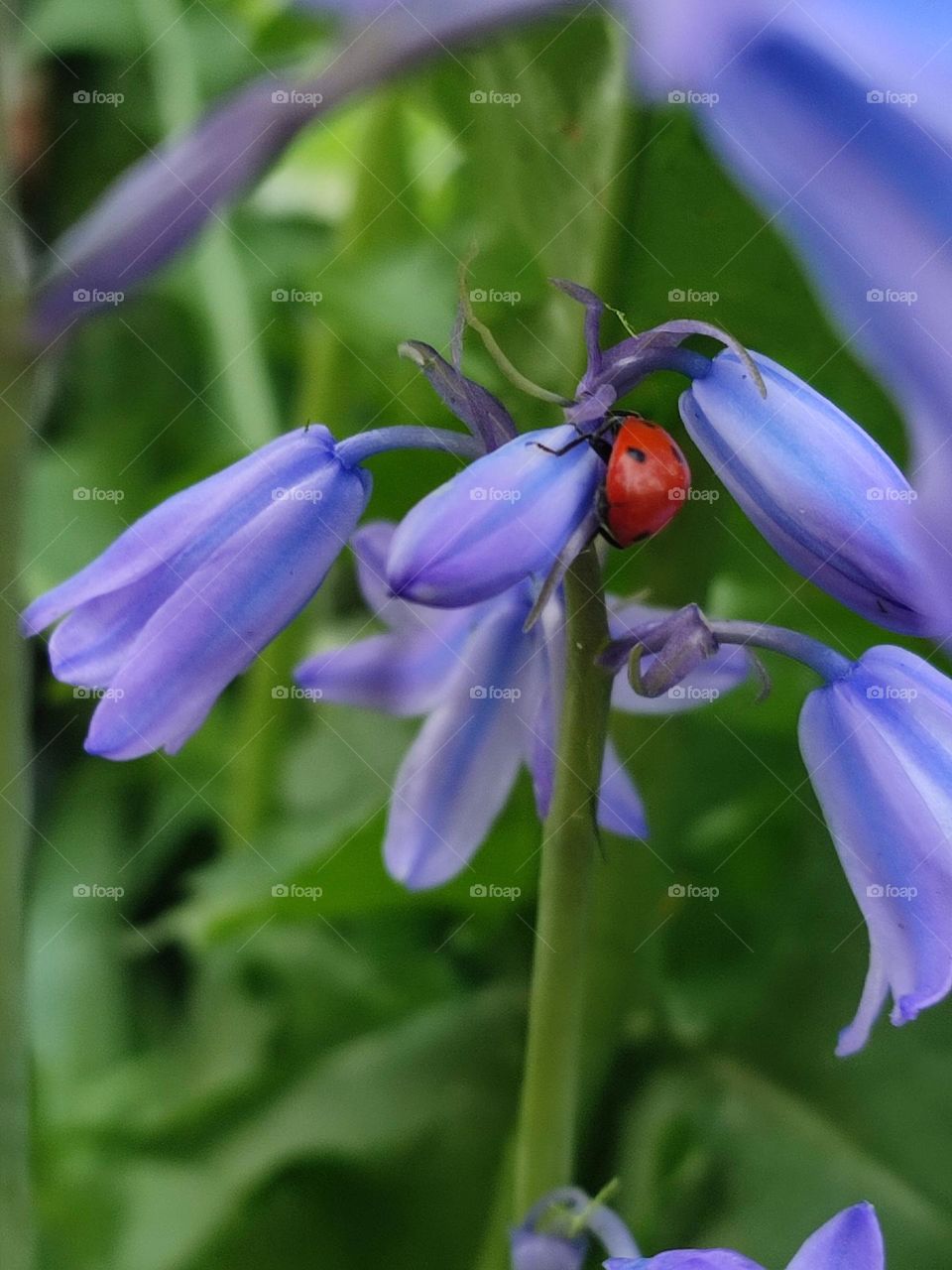 Purple flowers , cornflower