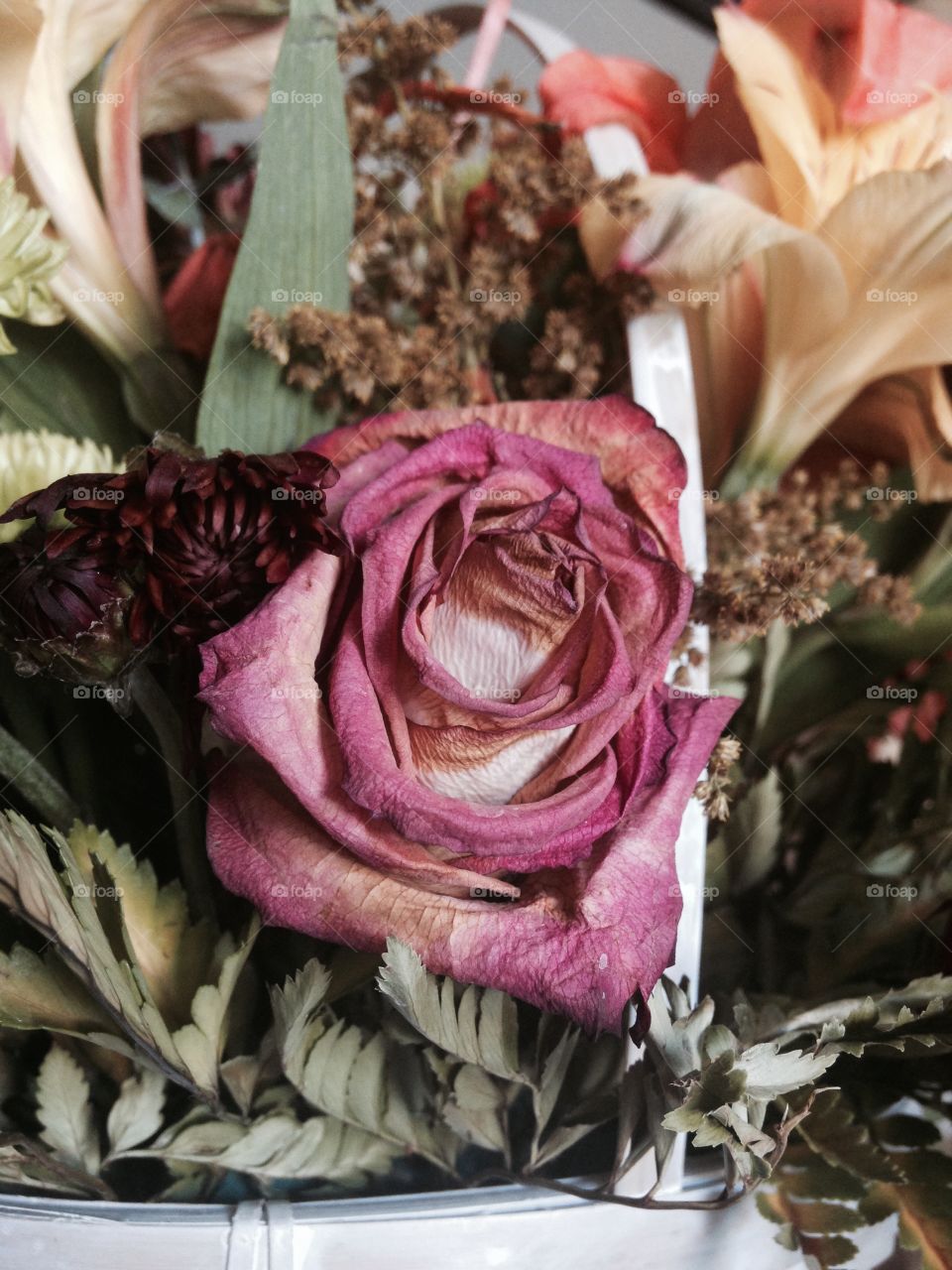 Beauty In Death. My grandpa recently passed and we were sent lots of flowers. They're beautiful alive but can be just as so when dead.