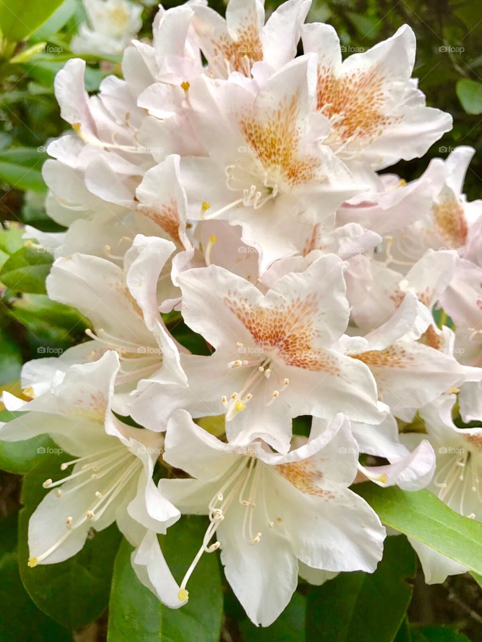 White rhododendron