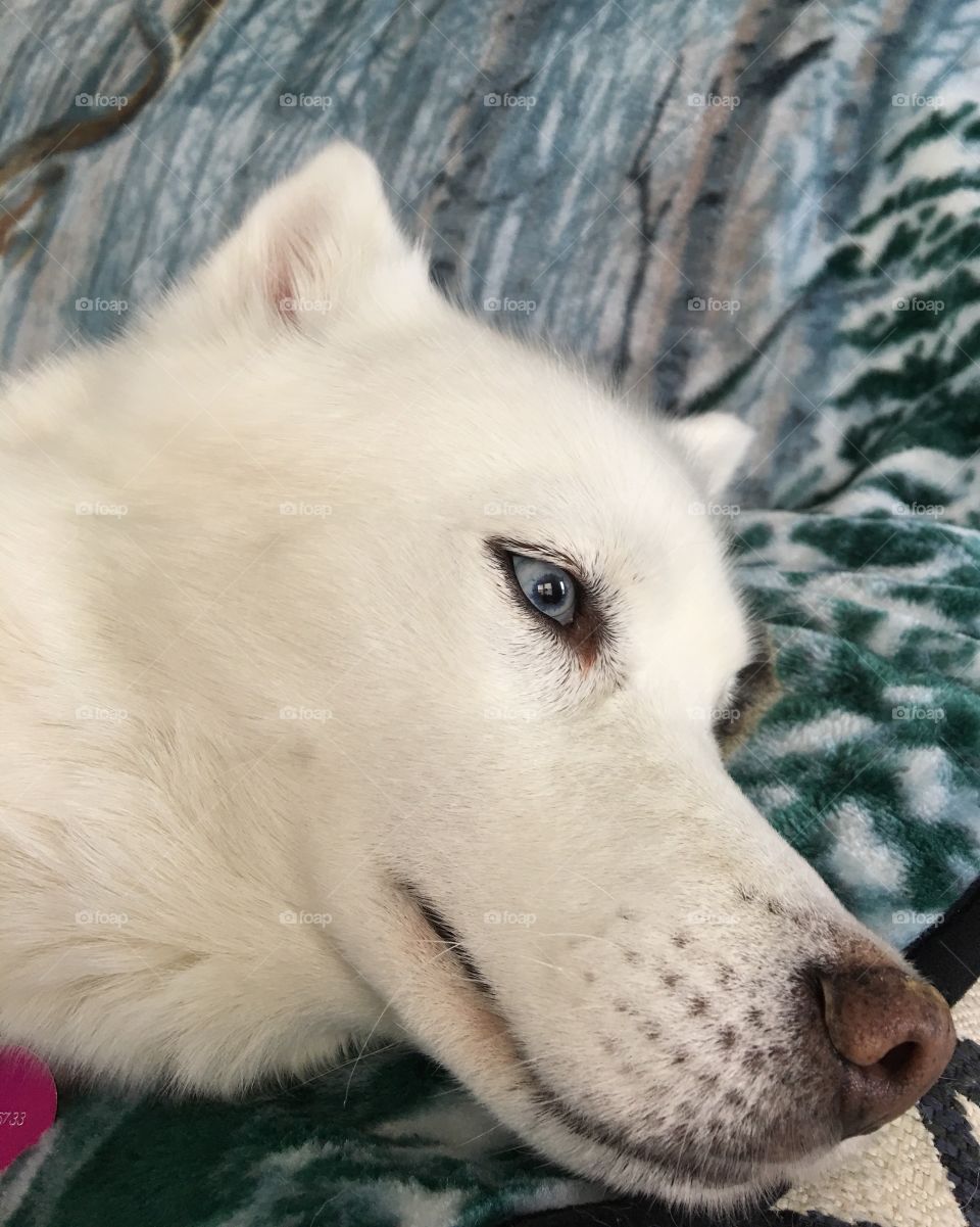 Taya, the Husky is being lazy 