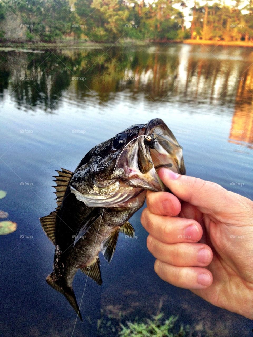 Human hand holding fish