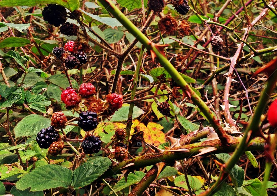 Blackberries and brambles