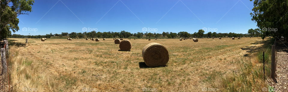 Bales of hay in a field