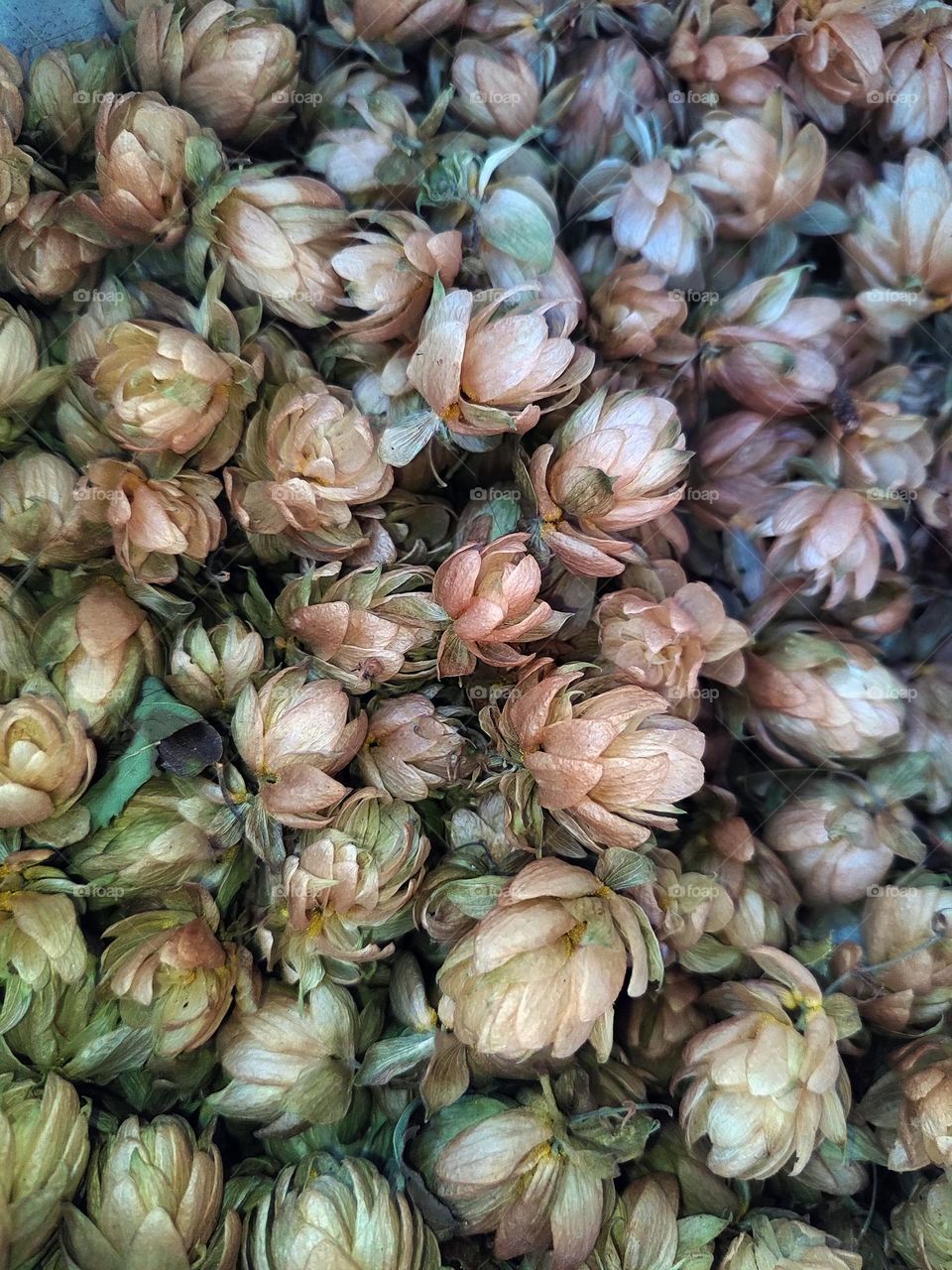 Macro photo of a flower growing in the garden