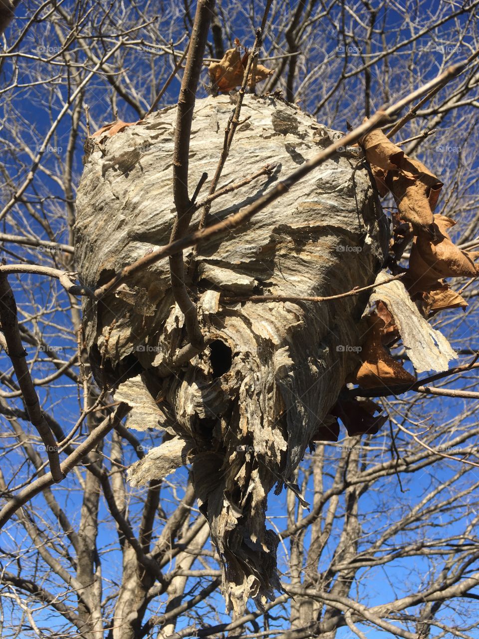 Hornet's nest in fall