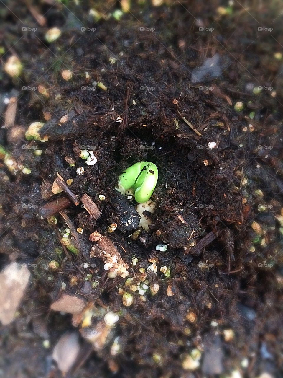 Little green sprouting