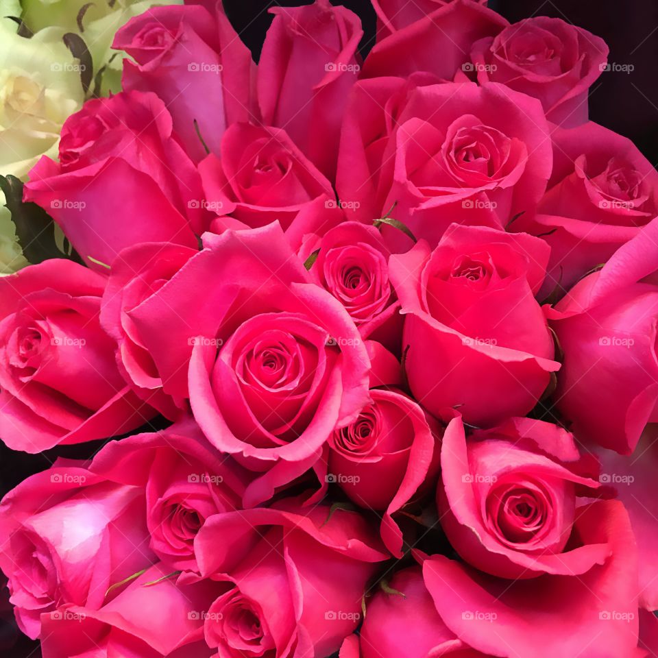 Pink roses
