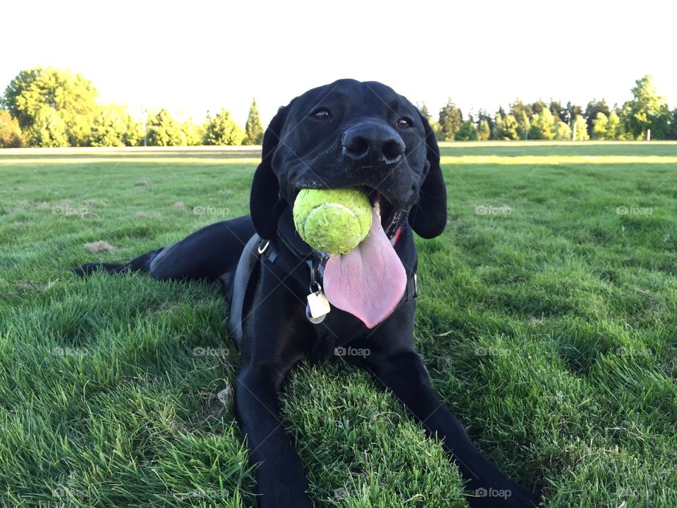 Labrador with a tennis ball
