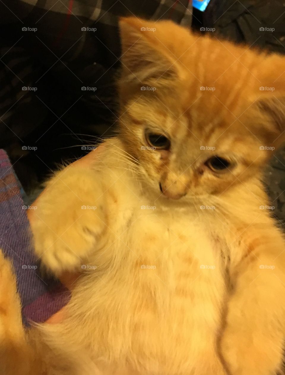 Kitten ❤️😸🐱😻