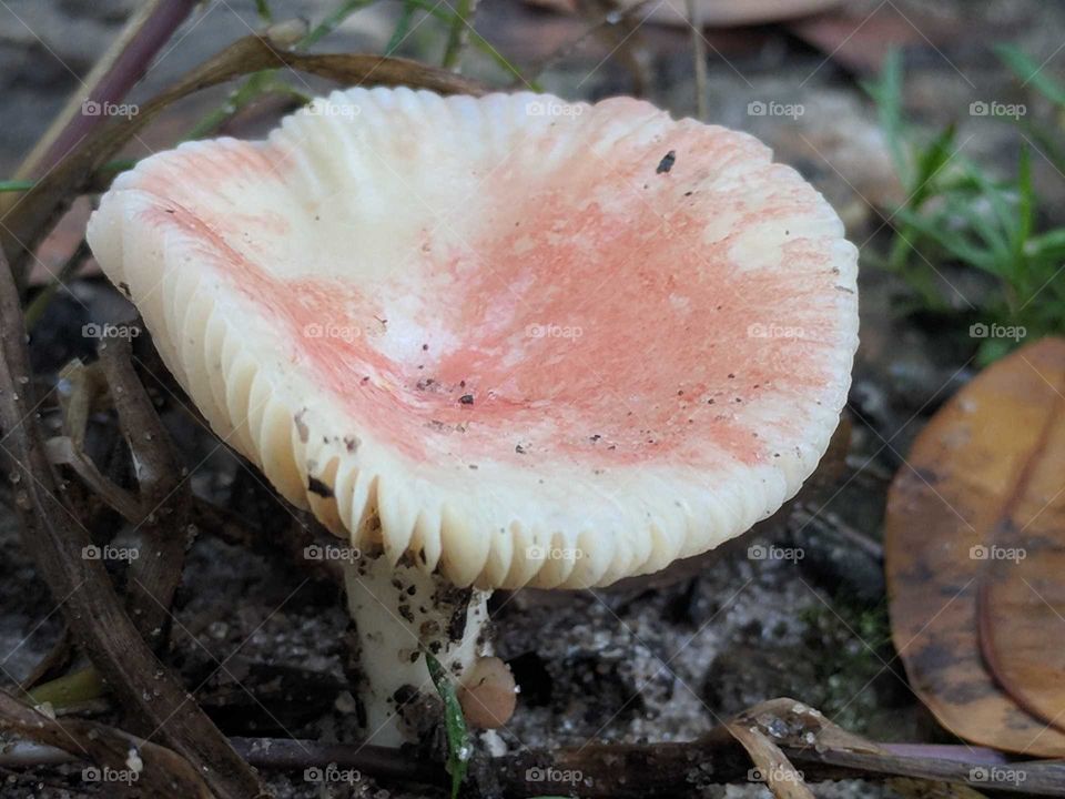 Mushroom