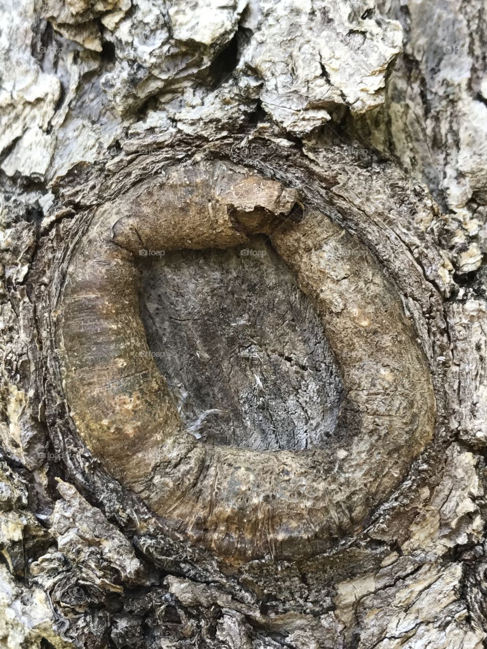 Texture, tree, wood, bark 