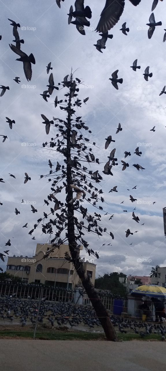 pigeons tree