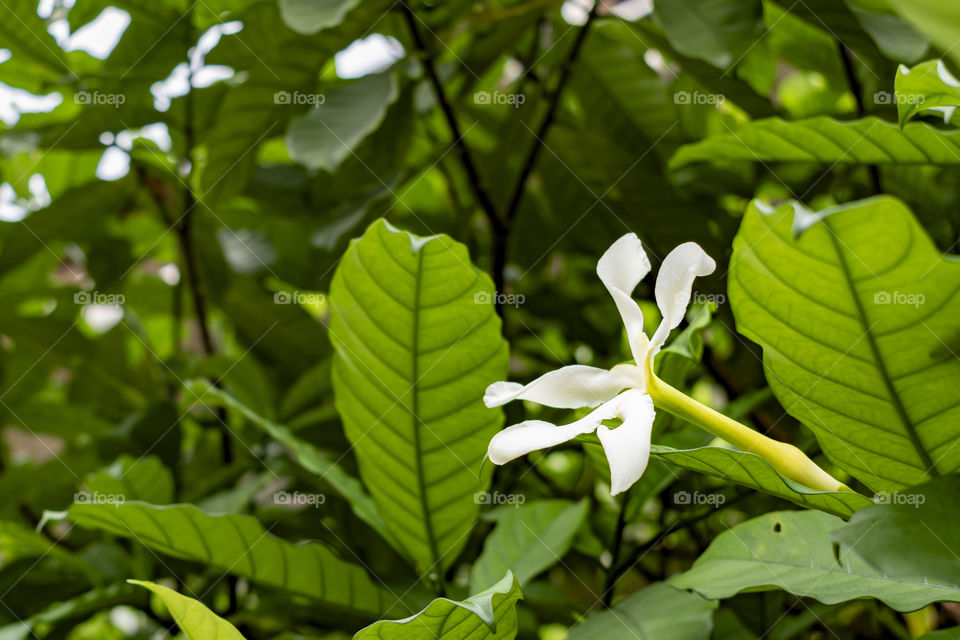 Beautiful white flower amongst the leaves