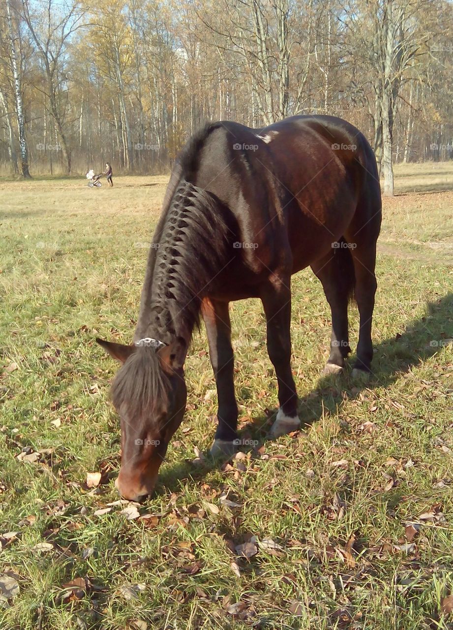 Mammal, Grass, No Person, Farm, Cavalry