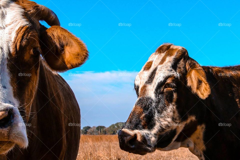 Mammal, Animal, Cattle, Domestic, Farm