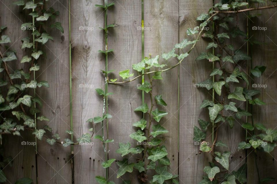 Ivy on a Wooden Fence